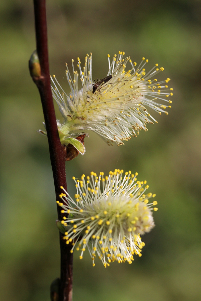 Pormenor da inflorescência masculina
