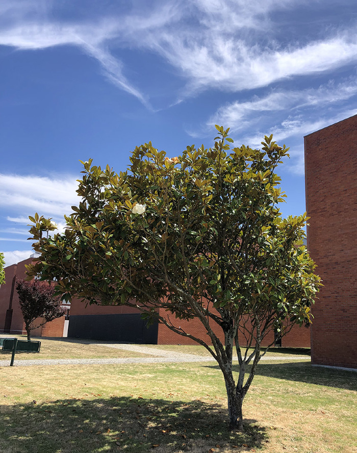 <em>Magnolia grandiflora</em> L.