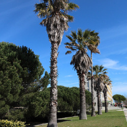 <em>Washingtonia robusta</em> H.Wendl.