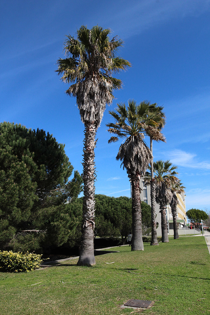 <em>Washingtonia robusta</em> H.Wendl.