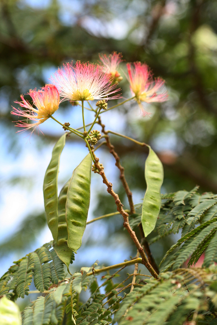 Em floração e frutificação