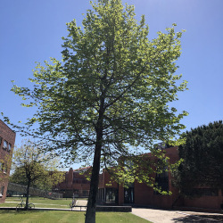 <em>Liquidambar styraciflua </em>L.