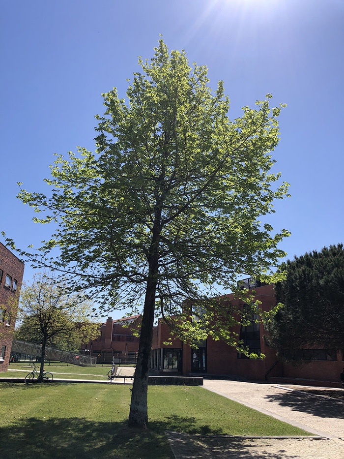 <em>Liquidambar styraciflua </em>L.