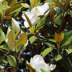 <em>Magnolia grandiflora</em> L.