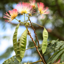 Em floração e frutificação