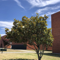 <em>Magnolia grandiflora</em> L.