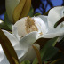 <em>Magnolia grandiflora</em> L.
