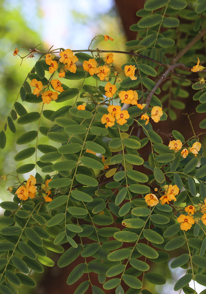 Em floração (Flores e folhas)