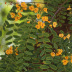 Em floração (Flores e folhas)