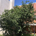 Frutos (avelâs)