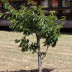 <em>Prunus avium</em> L.