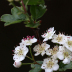 Pormenor das flores