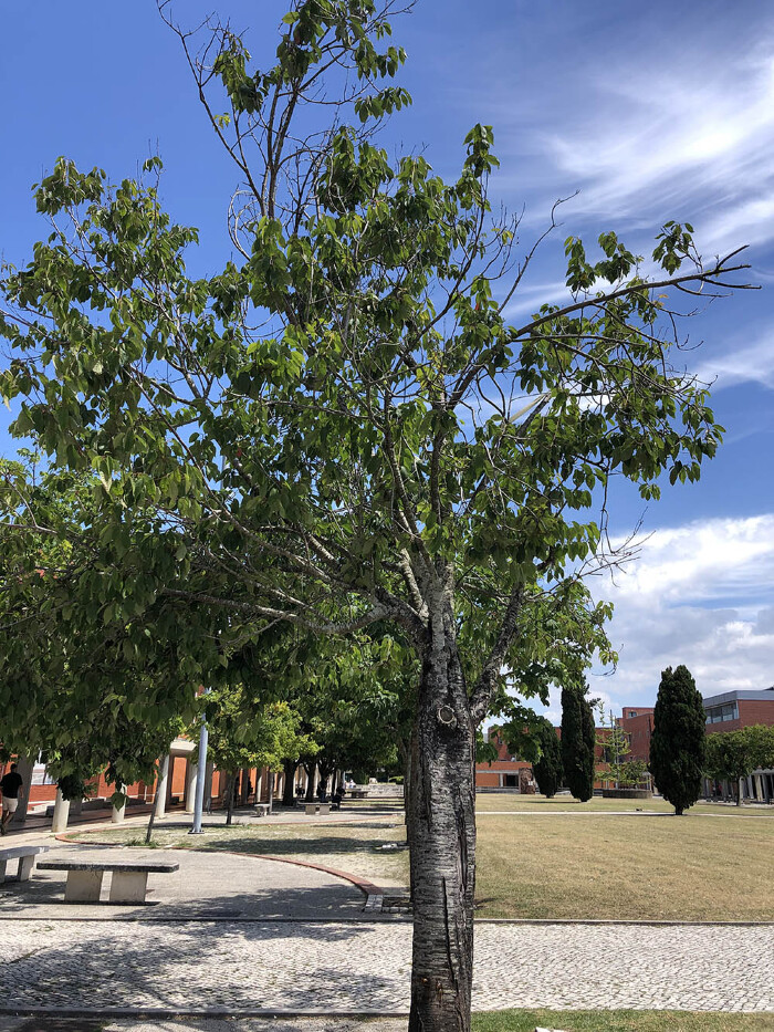 <em>Prunus avium</em> L.