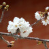 <em>Prunus avium</em> L.