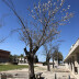 <em>Prunus avium</em> L.