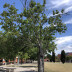 <em>Prunus avium</em> L.