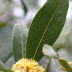 Pormenor das flores e folha