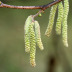 Frutos (avelâs)
