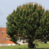 <em>Pinus pinea</em> L.