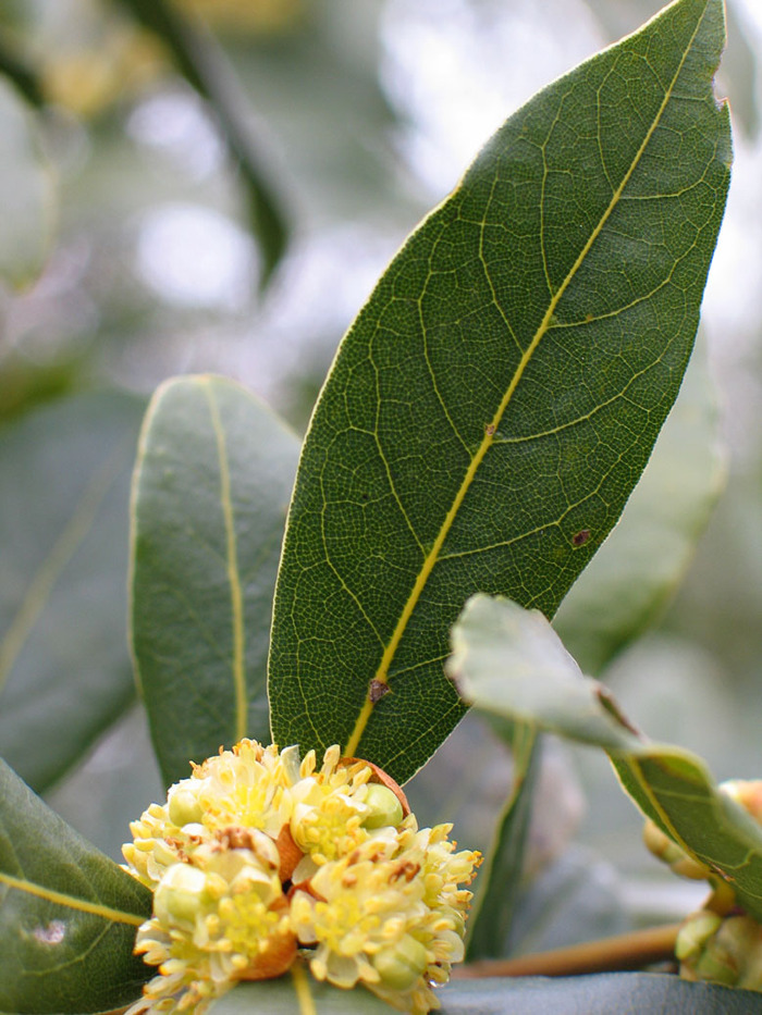 Pormenor das flores e folha