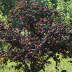 Frutos (avelâs)