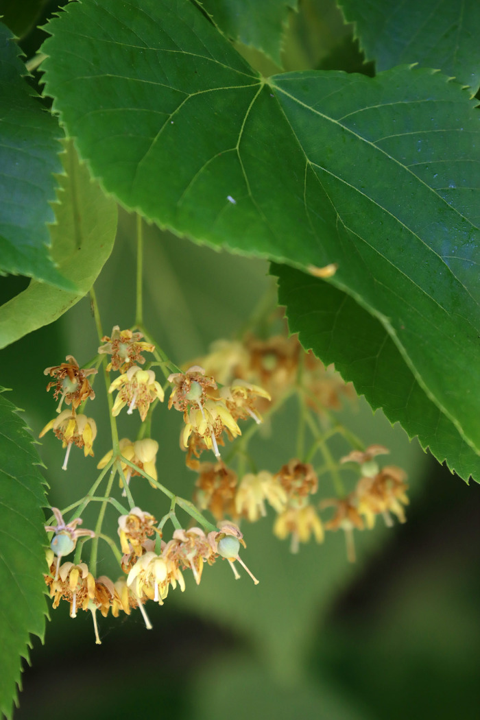 Em floração, início da frutificação