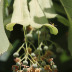 Em floração, início da frutificação