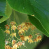 Em floração, início da frutificação