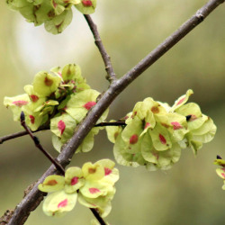 Pormenor dos frutos (sâmaras)