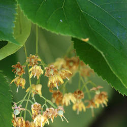 Em floração, início da frutificação