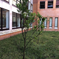 <em>Citrus limon </em>(L.) Osbeck