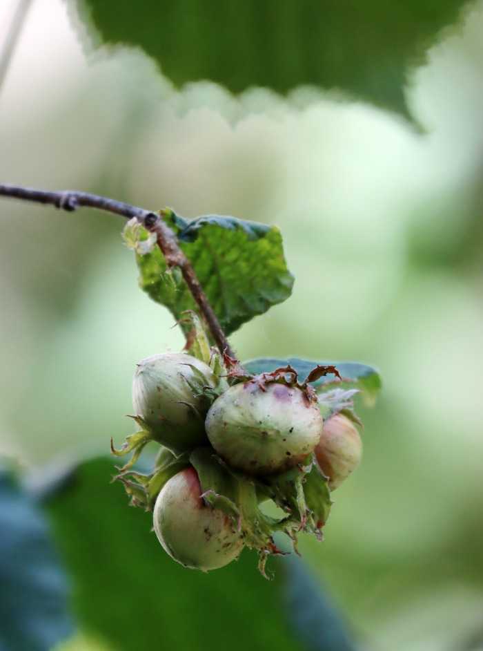 Frutos (avelâs)
