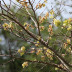 Pormenor dos frutos (sâmaras)