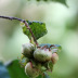 Frutos (avelâs)