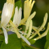 Pormenor das flores