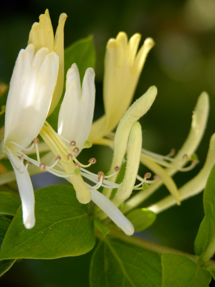 Pormenor das flores