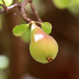 Fruto (pera)