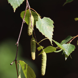 <em>Betula pubescens </em>Ehrh.