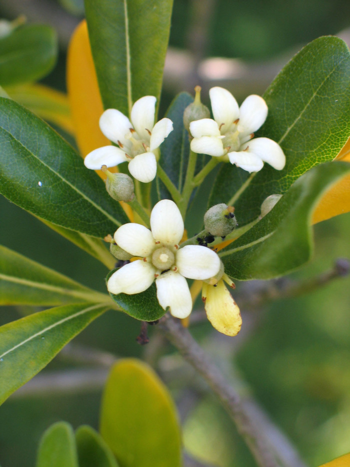 Em floração