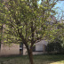Fruto (pera)