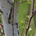 <em>Betula pubescens </em>Ehrh.