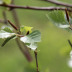 <em>Betula pubescens </em>Ehrh.