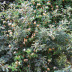 Pormenor das flores