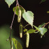 <em>Betula pubescens </em>Ehrh.