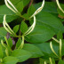 Pormenor das flores