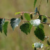 <em>Betula pubescens </em>Ehrh.