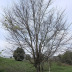 Pormenor dos frutos (sâmaras)