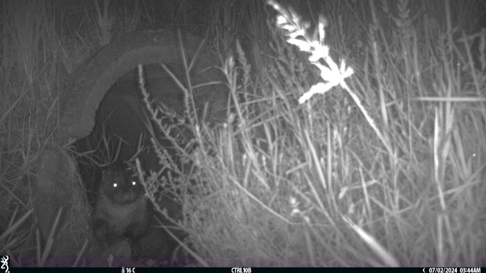 <em>Lutra lutra</em> (Linnaeus, 1758)