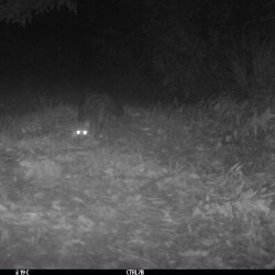 Geneta em fotoarmadilhagem