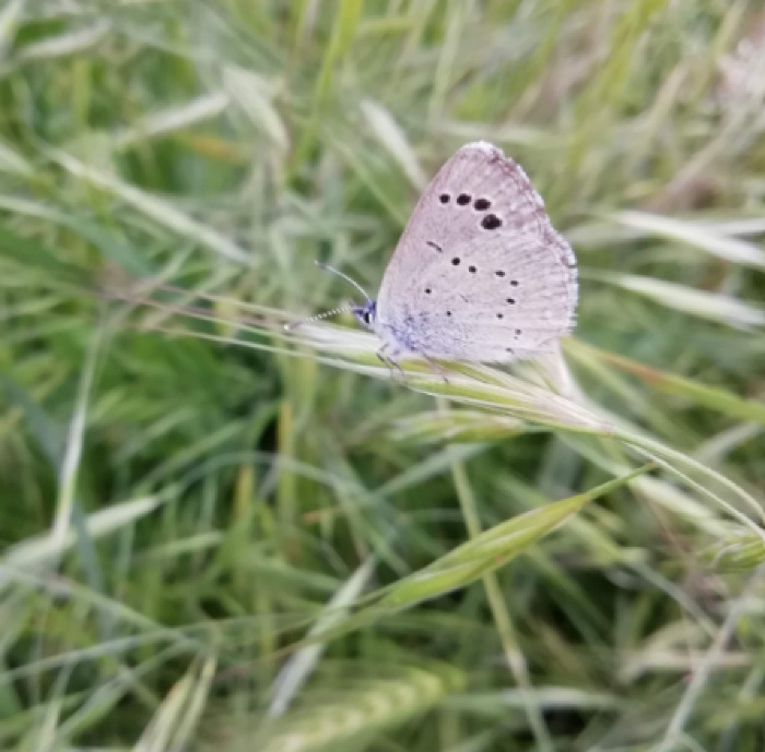 <em>Celastrina argiolus </em>(Linnaeus, 1758)